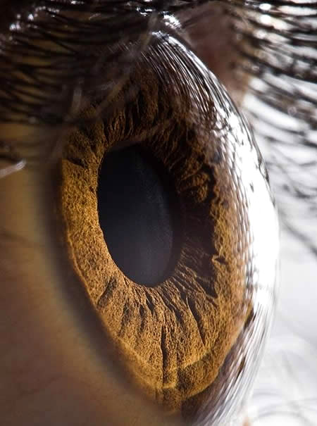 Close Up Human Eyes